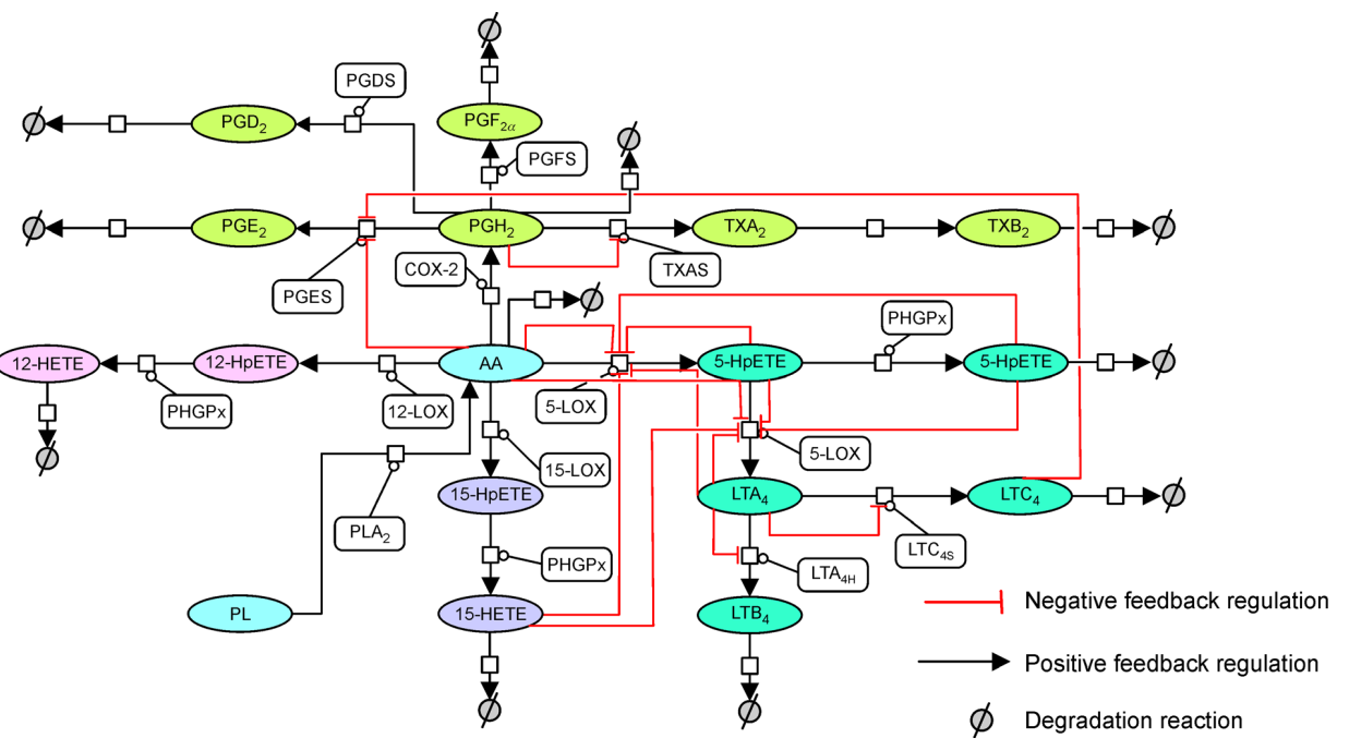 利用花生四烯酸代谢网络计算模型对hoec进行药效学模拟